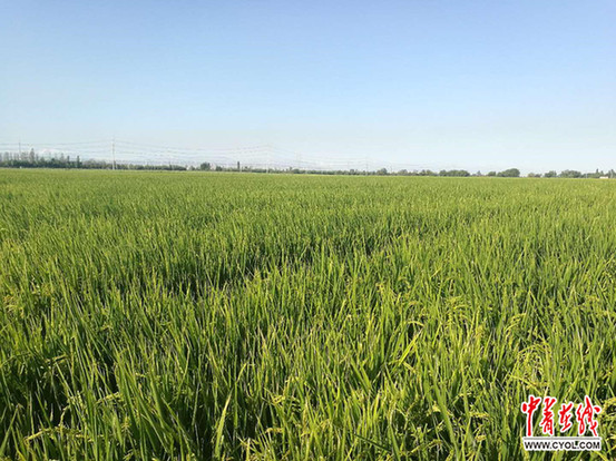 Des champs de riz dans les hautes terres
