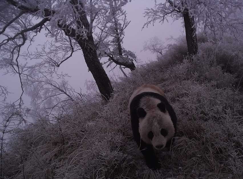 Ces gardes forestiers qui consacrent leur vie à la protection de la terre des pandas
