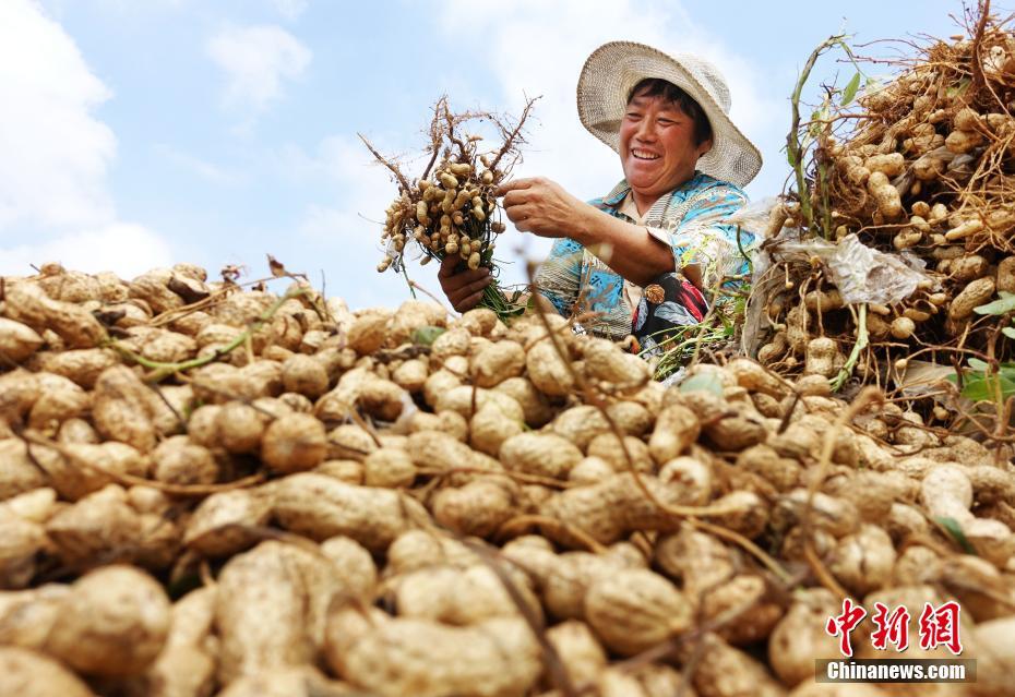 Le premier Festival des récoltes des agriculteurs de Chine en photos