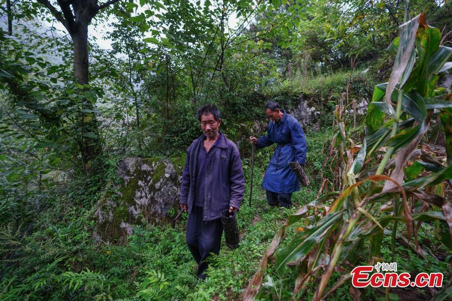 Guizhou : artisanat ancien d'extrait de la laque toujours une source de revenus