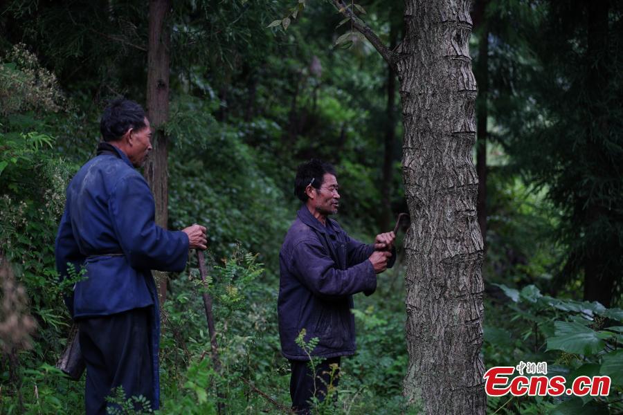 Guizhou : artisanat ancien d'extrait de la laque toujours une source de revenus