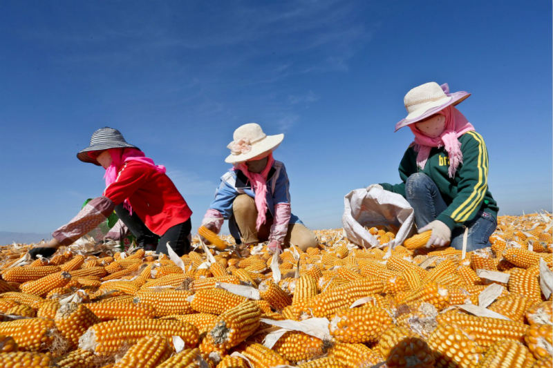 C'est l'heure de la récolte ! Les fermiers font sécher le maïs dans le Gansu 