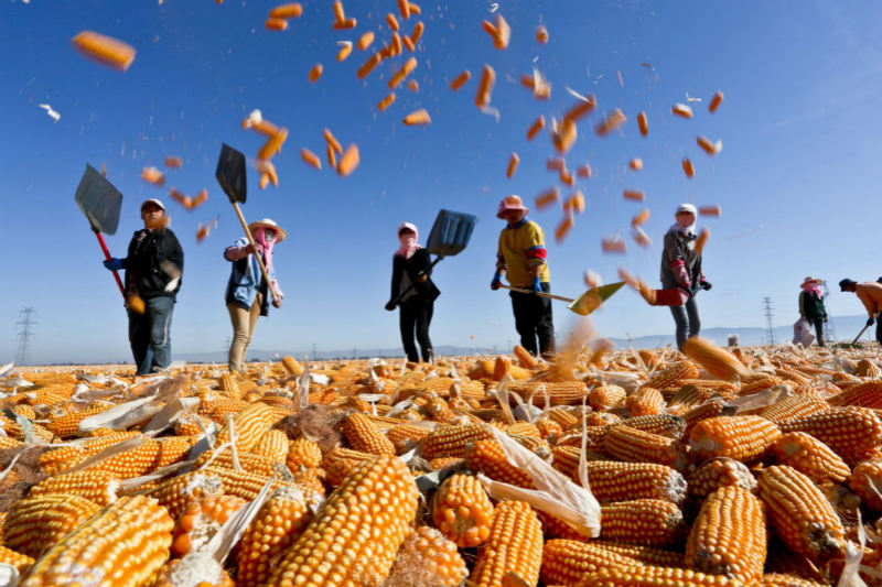 C'est l'heure de la récolte ! Les fermiers font sécher le maïs dans le Gansu 