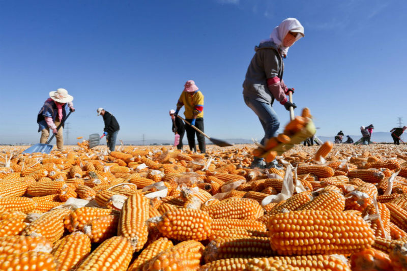 C'est l'heure de la récolte ! Les fermiers font sécher le maïs dans le Gansu 