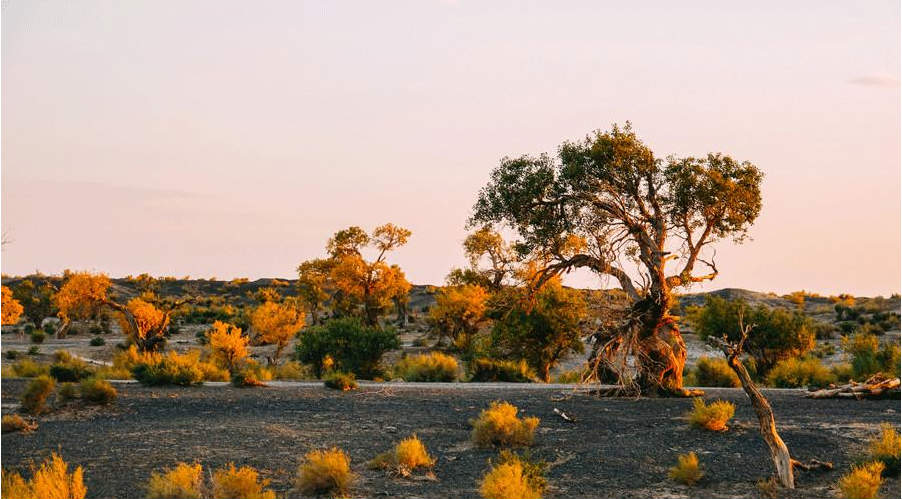 Xinjiang : les peupliers du désert créent des oasis dorées