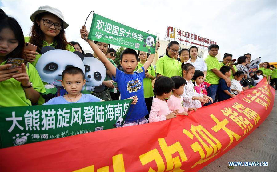 Chine : l'île tropicale de Hainan accueille ses premiers pandas