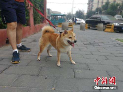 Les villes chinoises agissent contre les propriétaires de chiens irresponsables