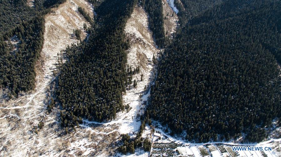 Chine: paysage d'hiver d'un parc forestier au Qinghai 