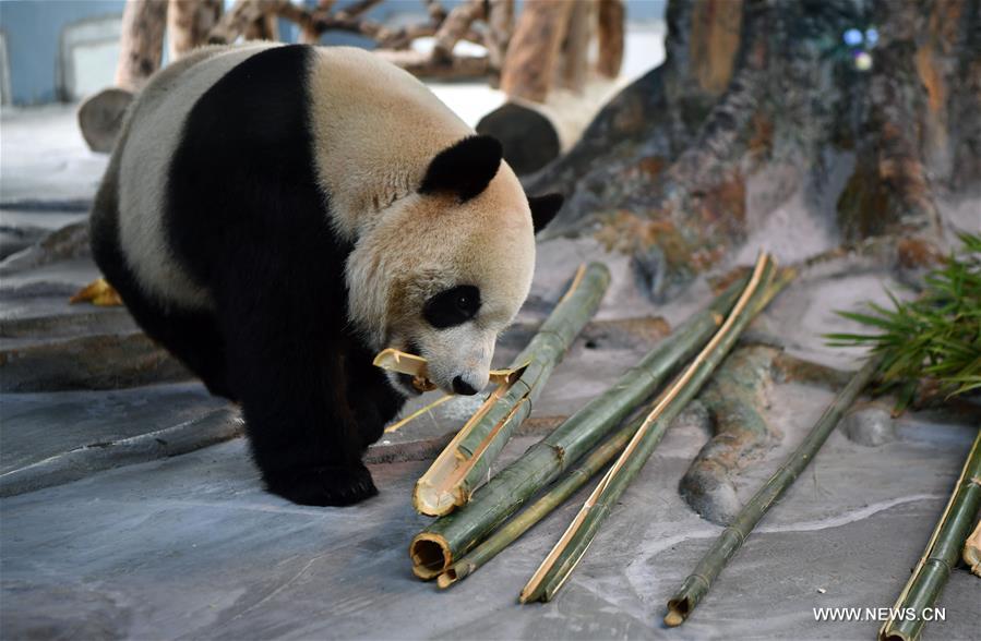 Chine : les premiers pandas géants de Hainan présentés au public