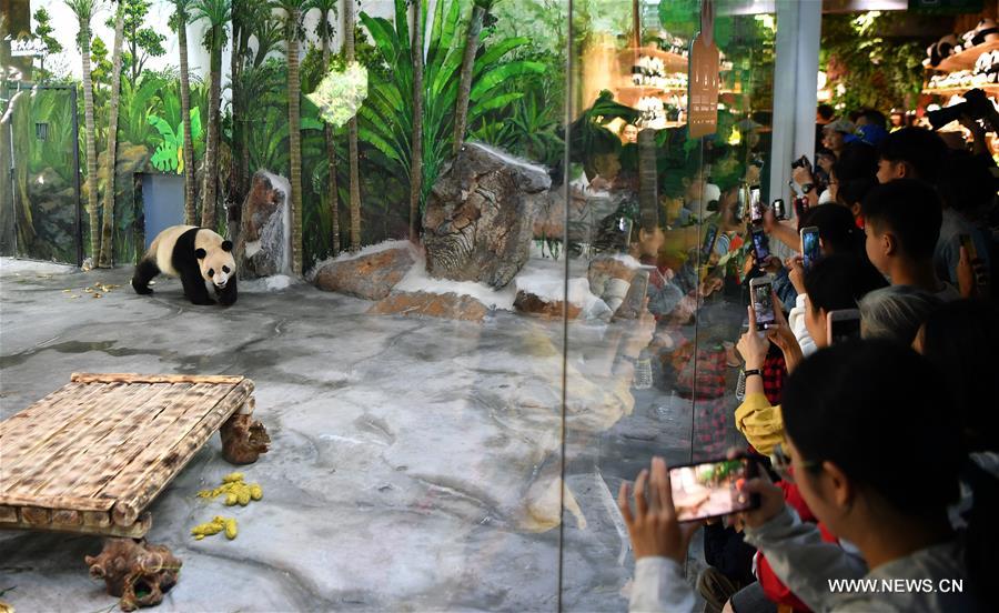 Chine : les premiers pandas géants de Hainan présentés au public