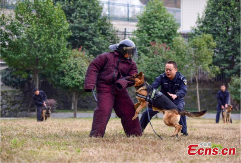 Gros plan sur des chiens policiers en formation