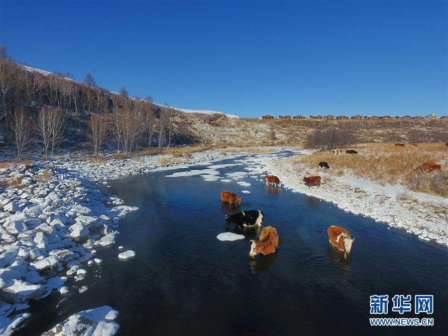 Un troupeau de vaches se désaltère dans la « rivière qui ne gèle pas ». (Xinhua / Zou Yu)