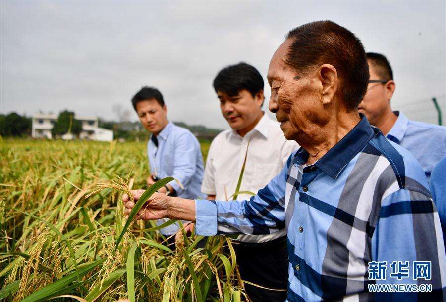 Yuan Longping prévoit 6.6 millions de hectares de riz tolérant à l'eau de mer dans 10 ans