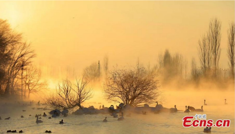 Xinjiang : une zone humide qui attire les cygnes
