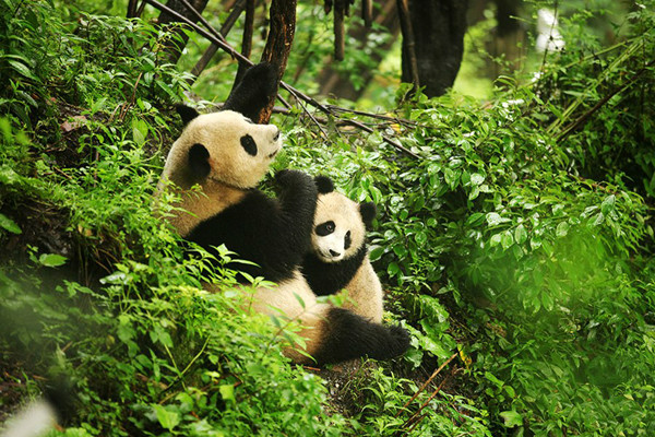 Des pandas « amoureux » capturés par une caméra infrarouge dans le nord-ouest de la Chine