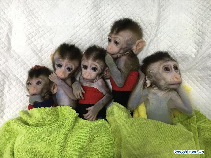 La Chine clone des singes génétiquement modifiés