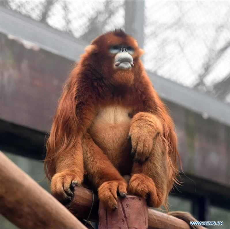 Trois singes dorés rencontrent le public au zoo de Chongqing