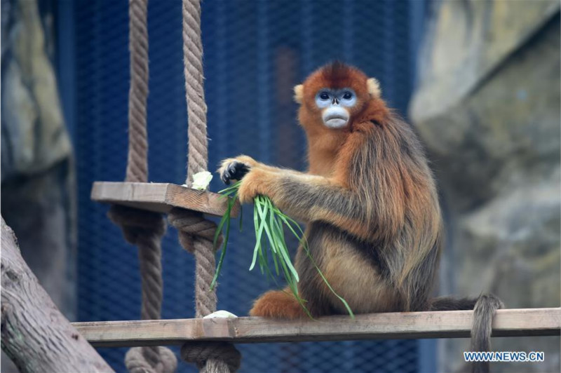 Trois singes dorés rencontrent le public au zoo de Chongqing