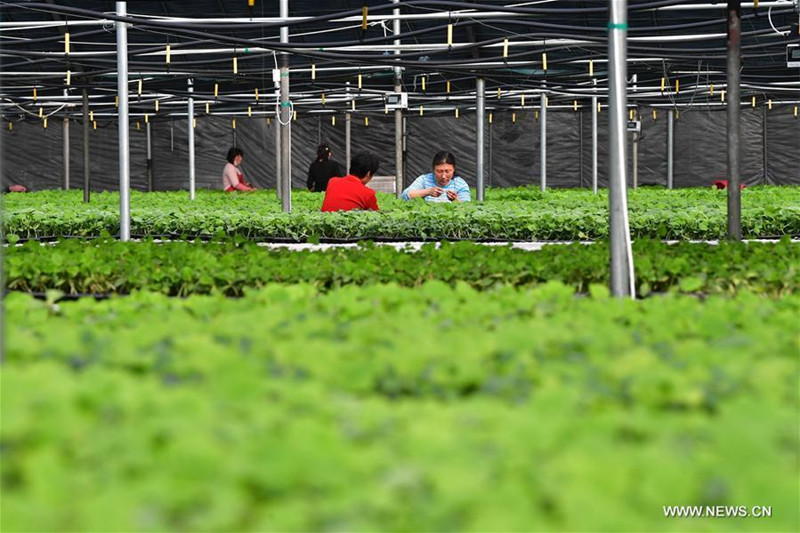 Les paysans chinois au travail avec le début du printemps