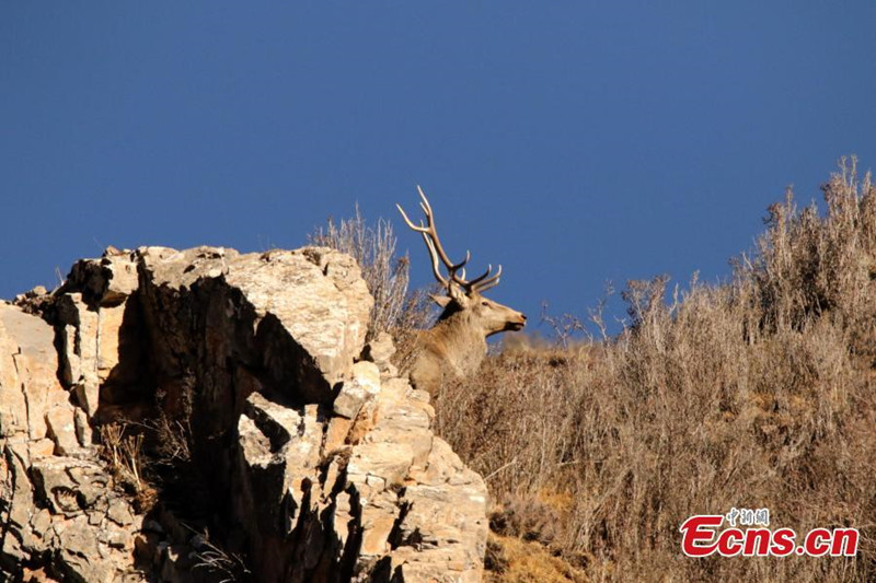Des cerfs en voie de disparition découverts dans la province du Qinghai