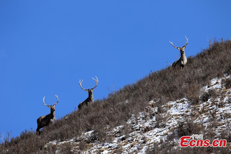 Des cerfs en voie de disparition découverts dans la province du Qinghai