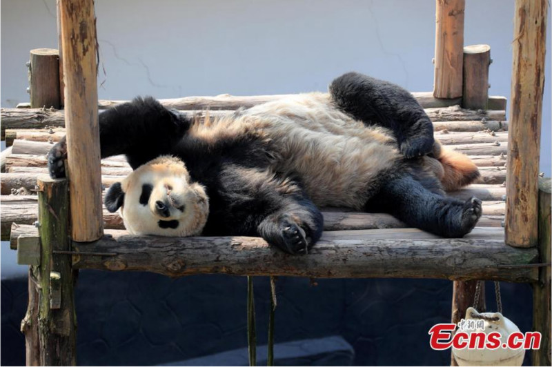 Un panda géant profite du soleil printanier