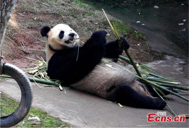 Un panda géant profite du soleil printanier