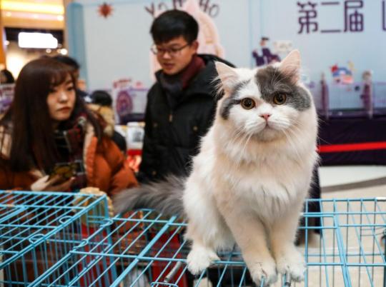 67 millions de chats en Chine : une « économie du ronron » en pleine croissance