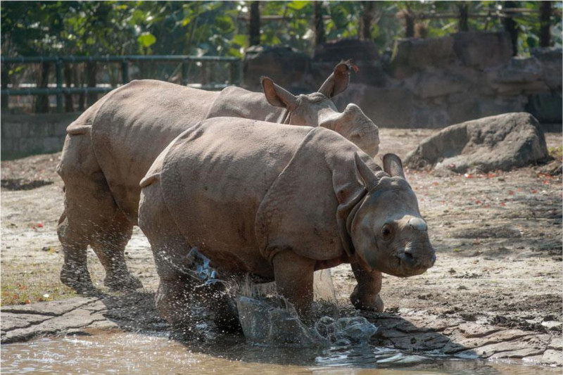 Des rhinocéros asiatiques rares font leurs débuts publics au Parc des animaux sauvages de Shanghai