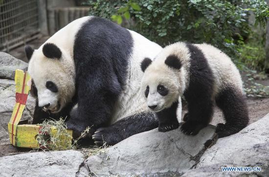 Le zoo de San Diego organise une fête d'adieu pour ses pandas géants