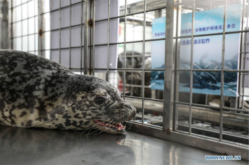 24 phoques rares relâchés en mer dans le nord-est de la Chine