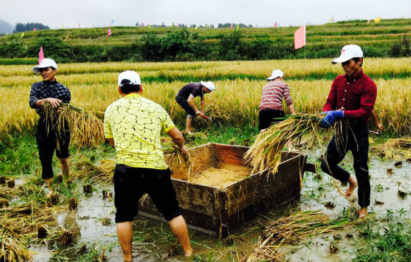 Comment un village rural du Guizhou a récolté les fruits de l'agrotourisme