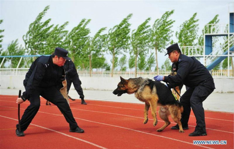 Harbin : des chiens policiers à l'entraînement