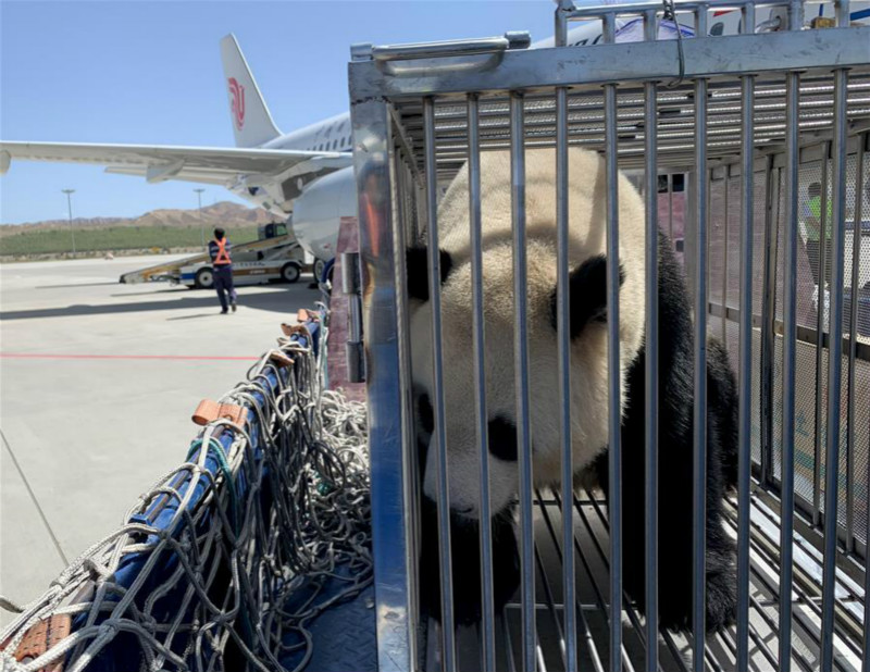 Des pandas installés pour la première fois dans une ville du plateau Qinghai-Tibet