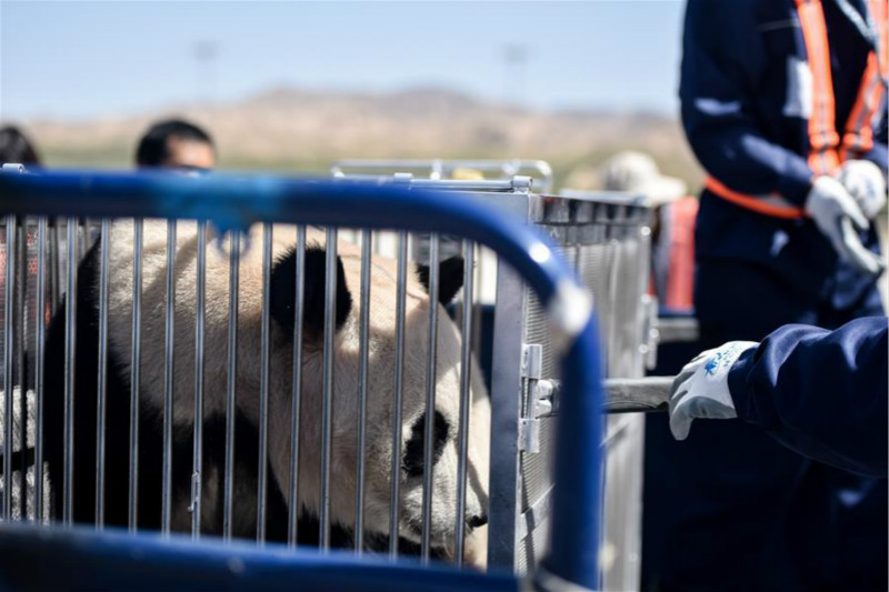 Des pandas installés pour la première fois dans une ville du plateau Qinghai-Tibet