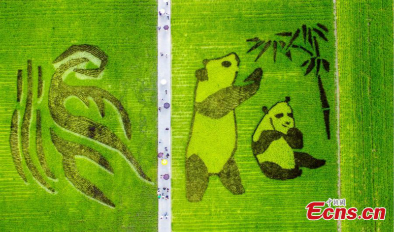 Une grande image de panda dans une rizière attire les visiteurs