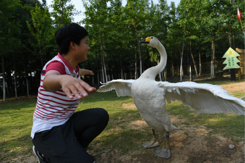 Chine : la zone humide de Nanchang prend soin des oiseaux migrateurs