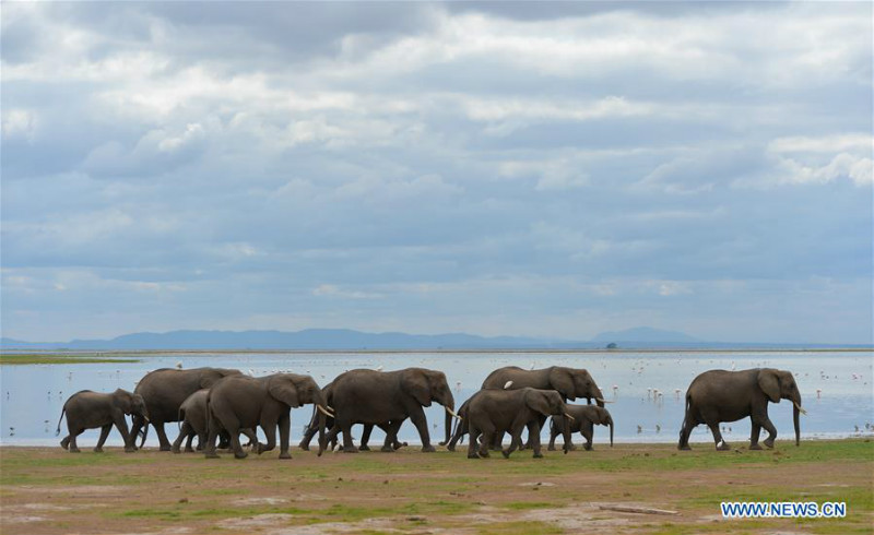 Animaux dans le Parc national d'Amboseli au Kenya