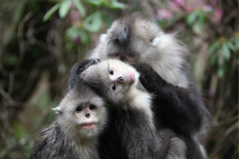 Yunnan : création d'un réseau de protection pour les singes dorés