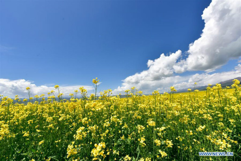 Chine: paysage de champs de colza en fleurs au Qinghai