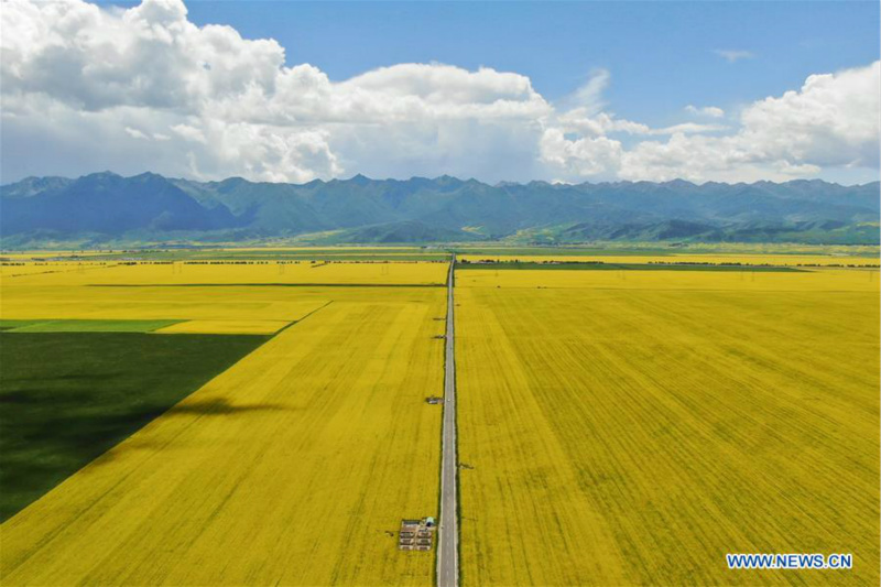 Chine: paysage de champs de colza en fleurs au Qinghai