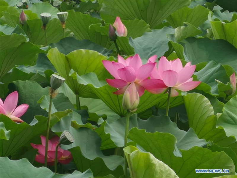 Chine : lotus à Beijing