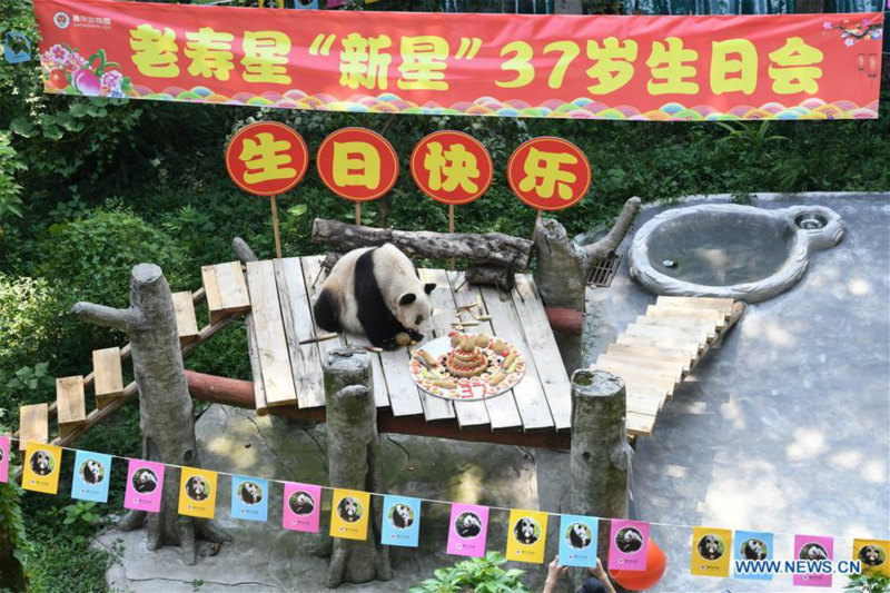 Chine : le plus vieux panda géant en captivité au monde célèbre son 37e anniversaire