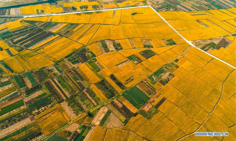 Paysage de rizières dans le nord de la Chine