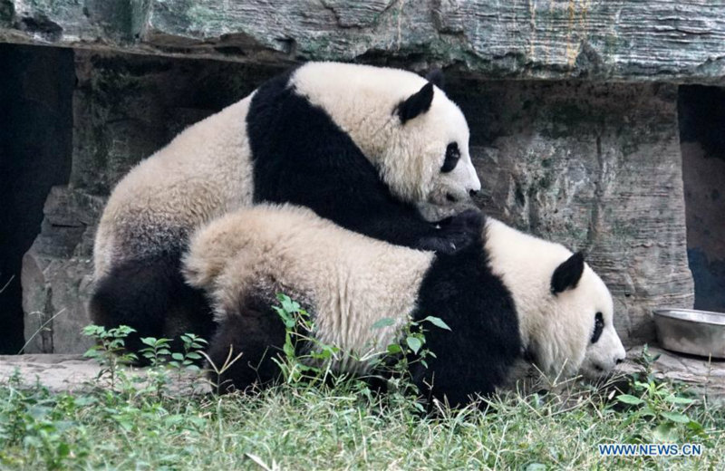 Débuts publics des pandas géants jumeaux Mengbao et Mengyu à Beijing