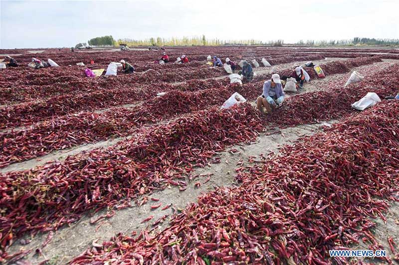 Chine : récolte de piments au Xinjiang