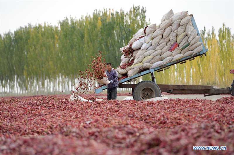 Chine : récolte de piments au Xinjiang
