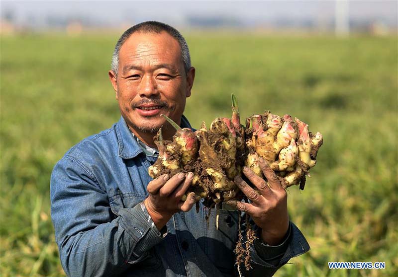 Récolte de gingembres dans le nord de la Chine