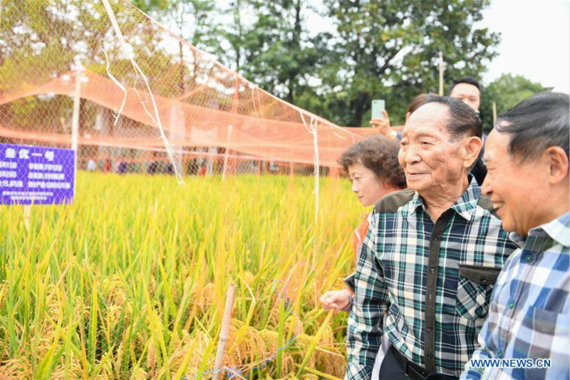 Le riz hybride de troisième génération enregistre un rendement élevé en Chine