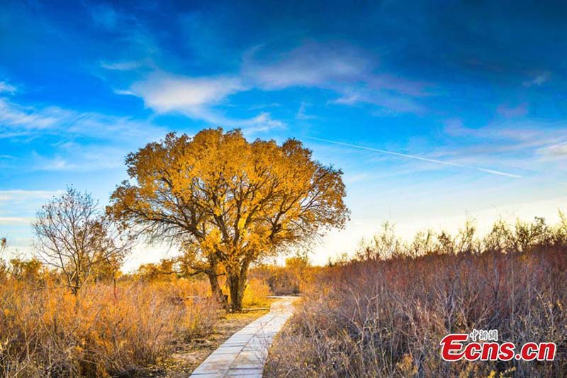 Gansu : la forêt de peupliers du désert devient une attraction touristique